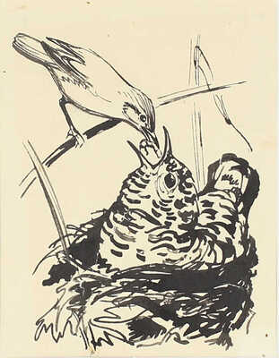 Неизвестный художник. Кормление птенца кукушки